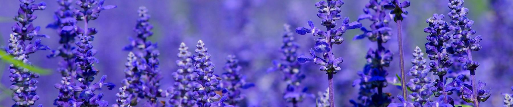 Iris Flower Classification